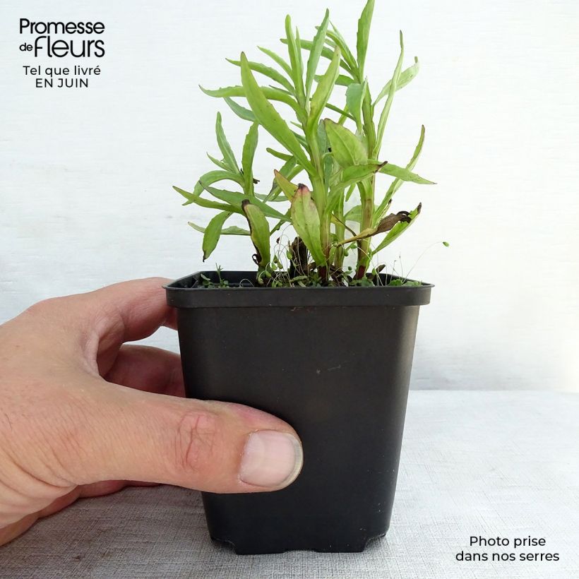 Amostra de Helénio Fuego Vaso de 8/9 cm tal como entregue no verão