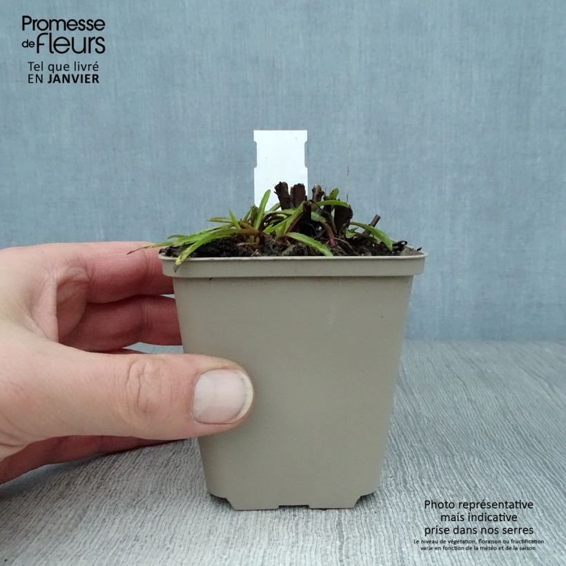 Amostra de Helenium Fuego - Hélénie d'automne multicolore Vaso de 8/9 cm tal como entregue no inverno