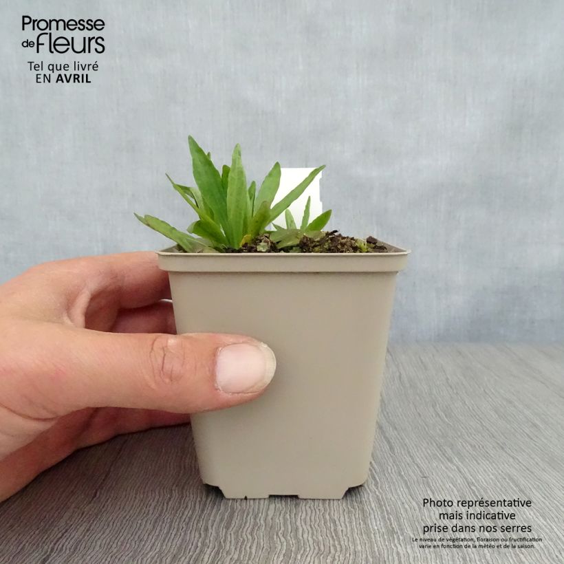 Amostra de Helénio Fuego Vaso de 8/9 cm tal como entregue na primavera