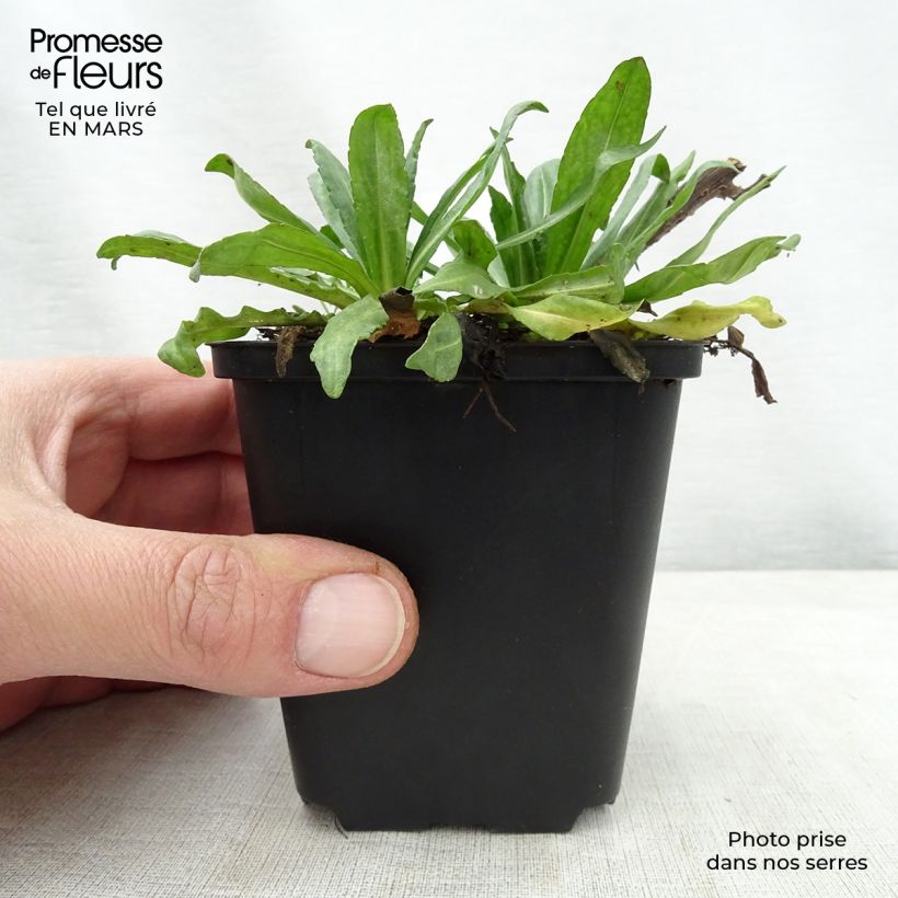 Amostra de Helénio Kugelsonne Vaso de 8/9 cm tal como entregue na primavera