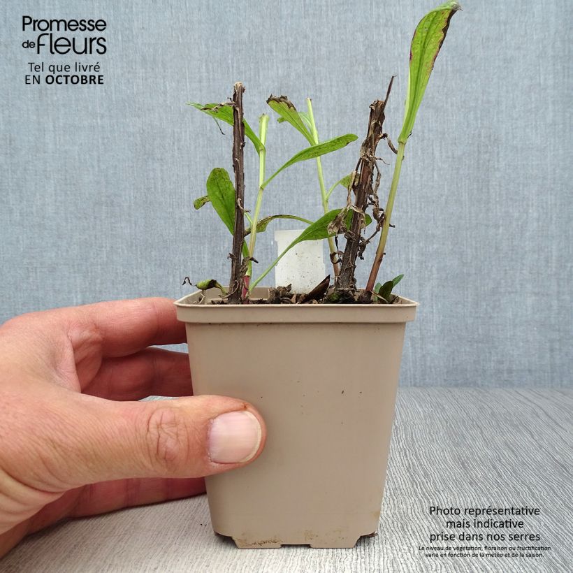 Amostra de Helénio Kugelsonne Vaso de 8/9 cm tal como entregue no outono