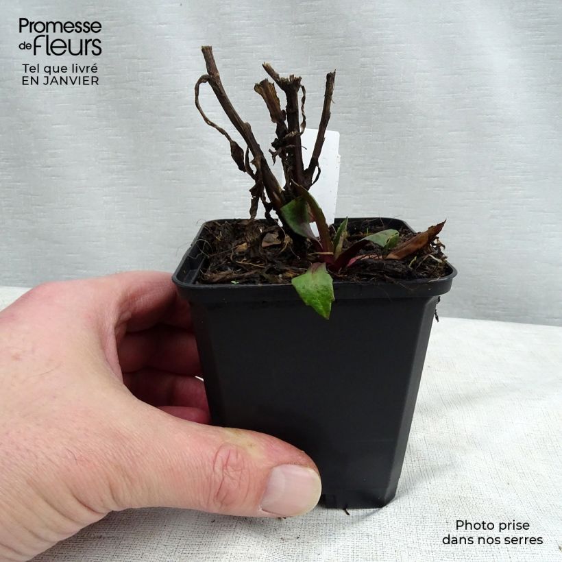 Amostra de Hélénium Kupferswerg - Hélénie cuivrée  Vaso de 8/9 cm tal como entregue no inverno