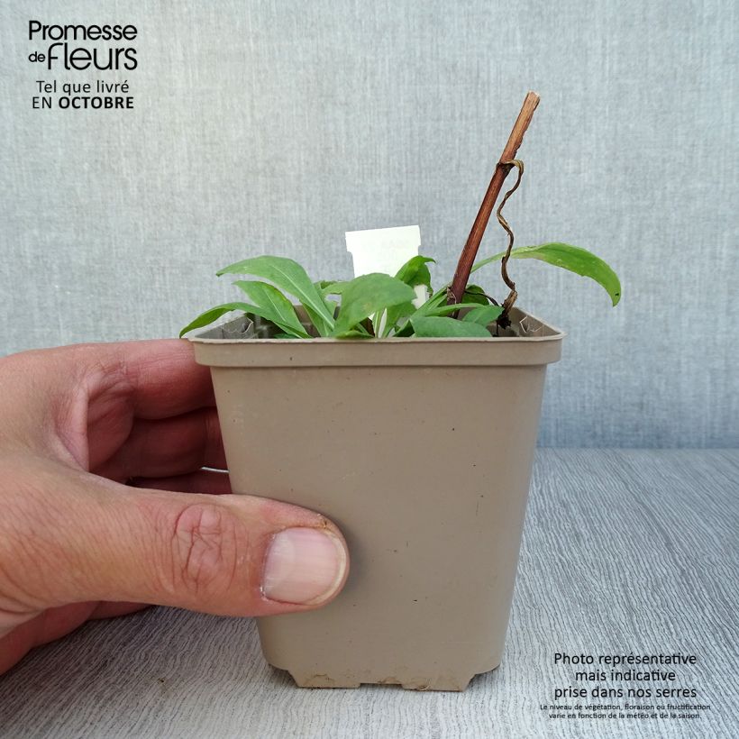 Amostra de Helénio Kupferswerg Vaso de 8/9 cm tal como entregue no outono