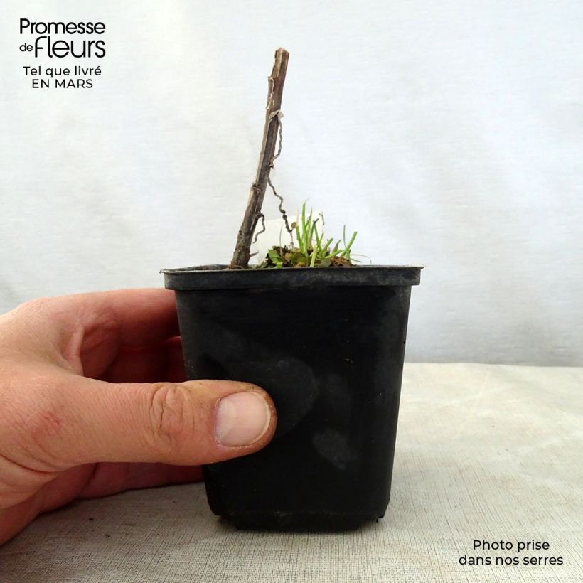 Amostra de Helénio Loysder Wieck Vaso de 8/9 cm tal como entregue na primavera