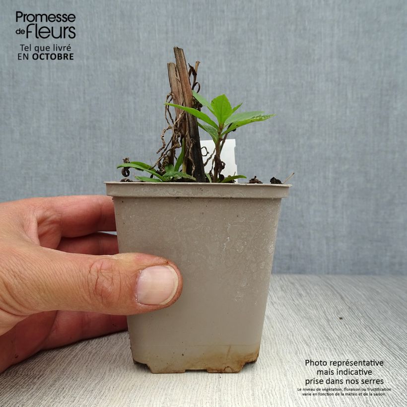Amostra de Helénio Loysder Wieck Vaso de 8/9 cm tal como entregue no outono
