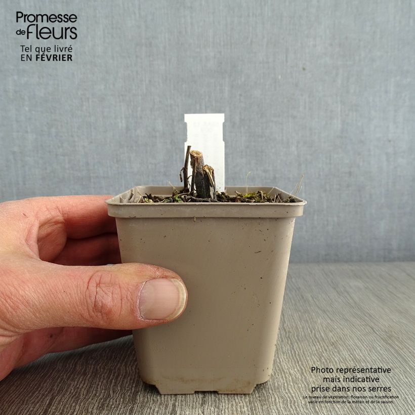 Amostra de Helenium Loysder Wieck - Hélénie jaune à revers rouge-brun Vaso de 8/9 cm tal como entregue no inverno