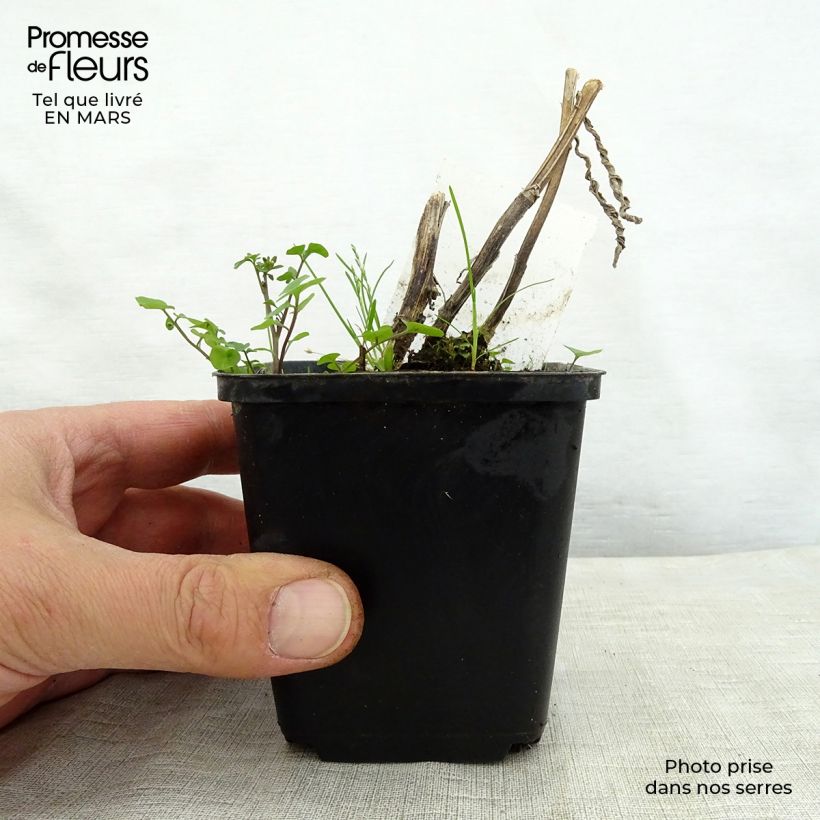 Amostra de Helénio Mardi Gras Vaso de 8/9 cm tal como entregue na primavera