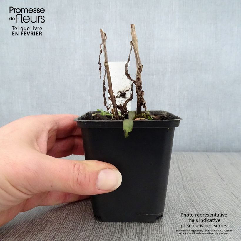 Amostra de Hélénium Mardi Gras - Hélénie orange et vermillon Vaso de 8/9 cm tal como entregue no inverno