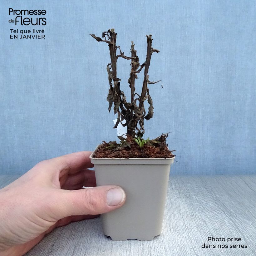 Amostra de Helenium Poncho - Hélénie hybride Vaso de 8/9 cm tal como entregue no inverno