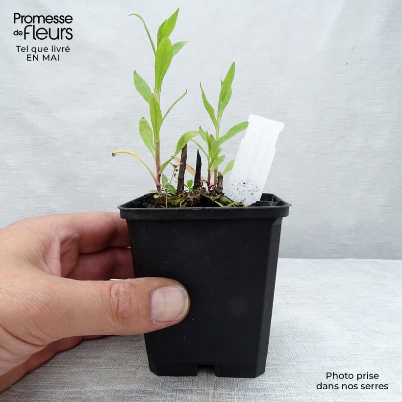 Amostra de Helénio Potter's Wheel Vaso de 8/9 cm tal como entregue na primavera