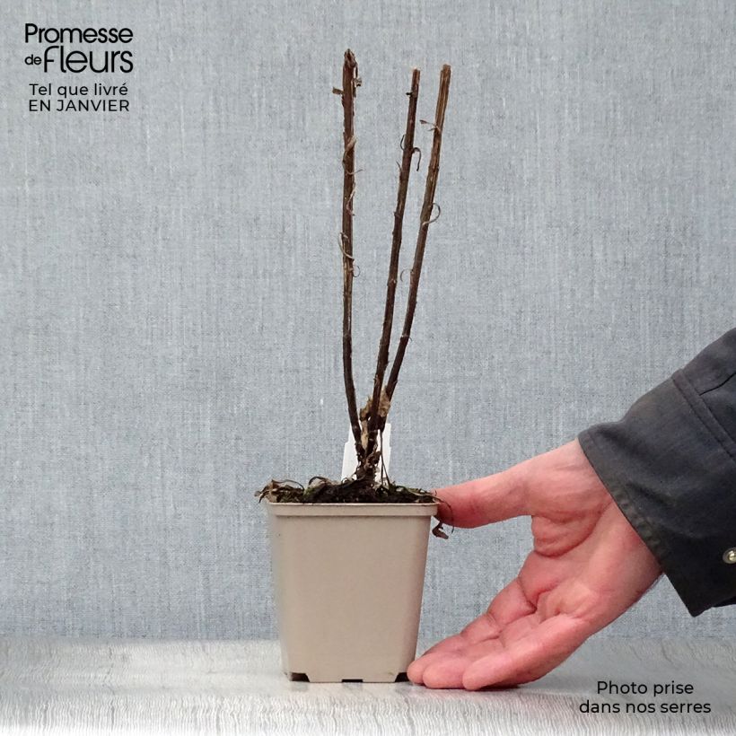 Amostra de Helenium Potter's Wheel - Hélénie Vaso de 8/9 cm tal como entregue no inverno