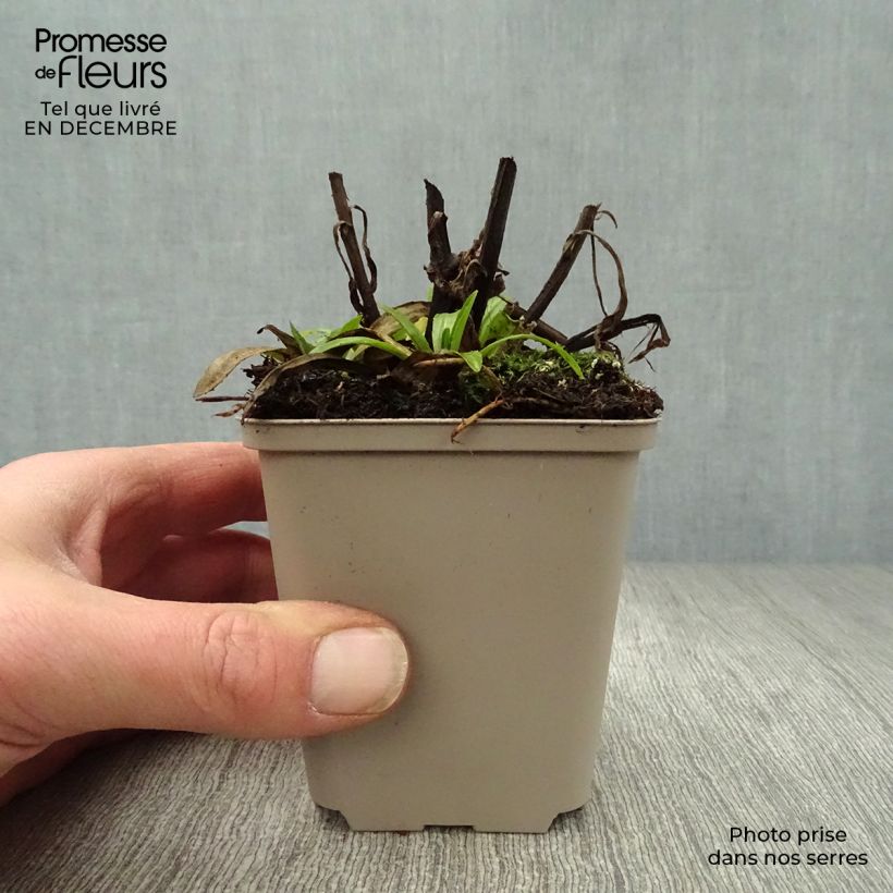 Amostra de Helenium Ranchera - Hélénie rouge foncé. Vaso de 8/9 cm tal como entregue no inverno