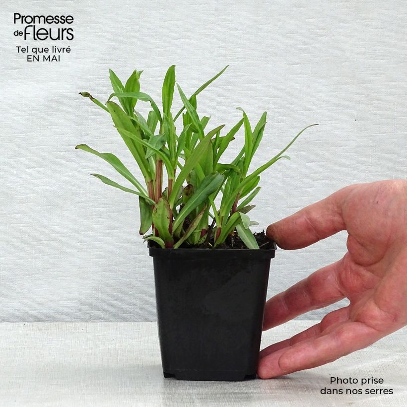 Amostra de Helénio Mariachi Ranchera Vaso de 8/9 cm tal como entregue na primavera