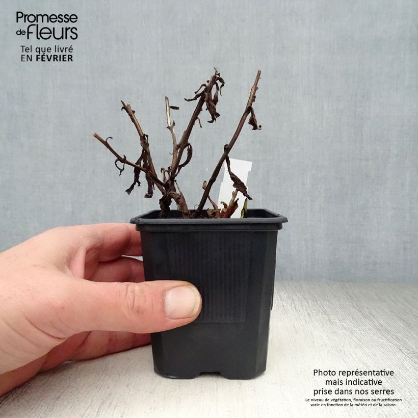 Amostra de Helénio Rauchtopas Vaso de 8/9 cm tal como entregue no inverno