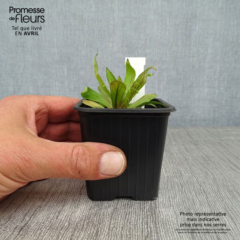 Amostra de Helénio Rauchtopas Vaso de 8/9 cm tal como entregue na primavera