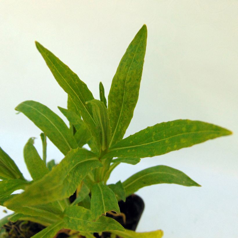 Helénio Rubinzwerg (Folhagem)