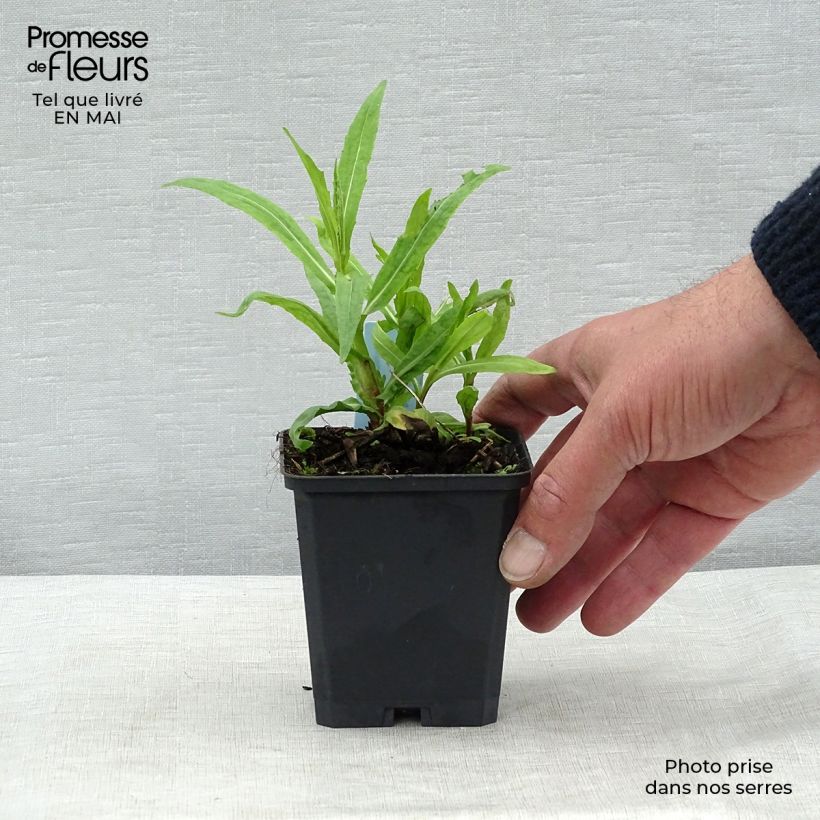 Amostra de Helénio Rubinzwerg Vaso de 8/9 cm tal como entregue na primavera