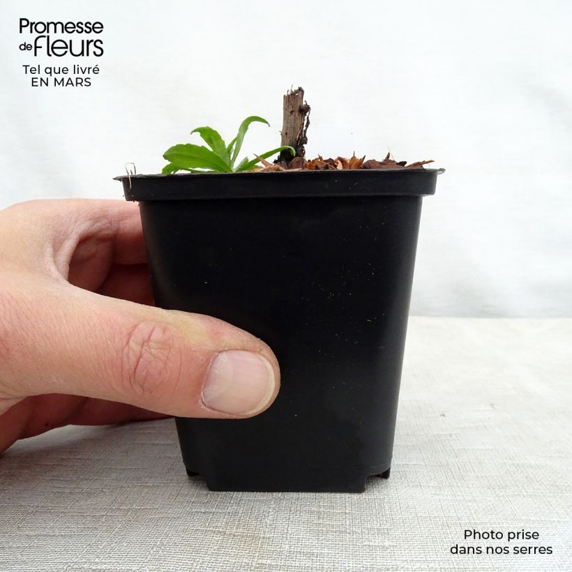 Amostra de Helénio Ruby Tuesday Vaso de 8/9 cm tal como entregue na primavera