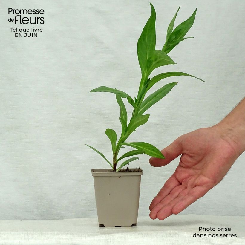 Amostra de Helénio Sahin's Early Flowerer Vaso de 8/9 cm tal como entregue no verão