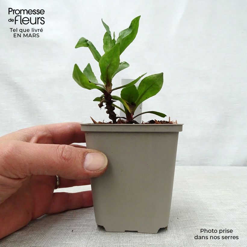 Amostra de Helénio Sahin's Early Flowerer Vaso de 8/9 cm tal como entregue na primavera