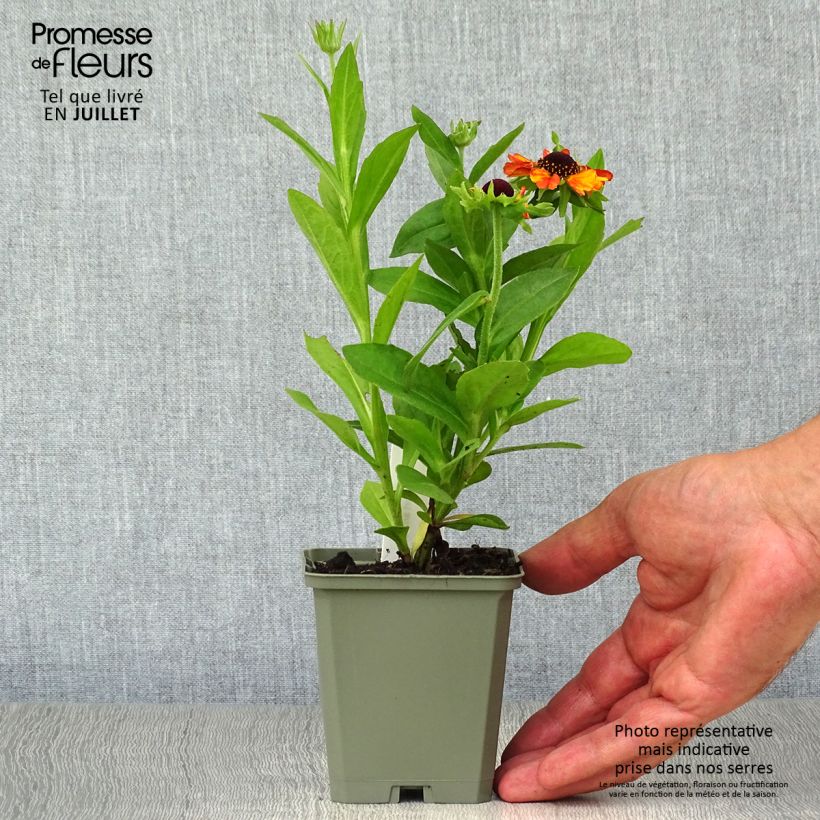 Amostra de Helénio Short'n'Sassy Vaso de 8/9 cm tal como entregue no verão