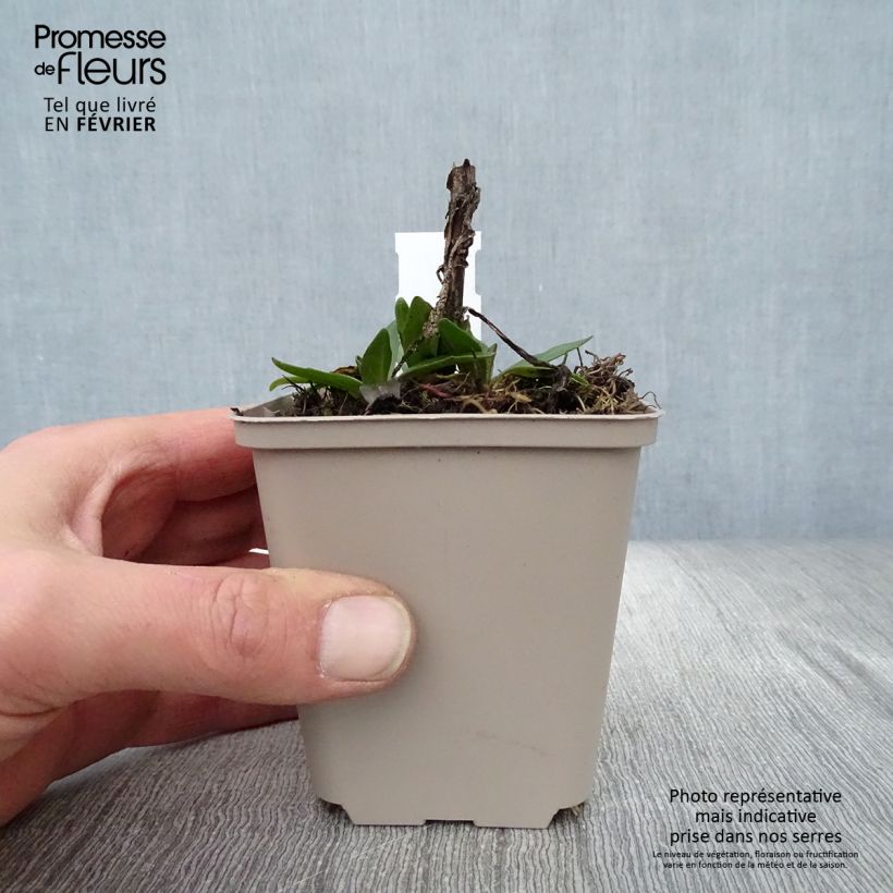 Amostra de Helénio Short'n'Sassy Vaso de 8/9 cm tal como entregue no inverno