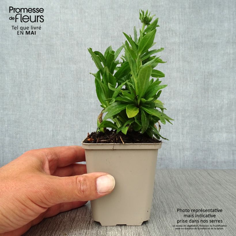 Amostra de Helénio Short'n'Sassy Vaso de 8/9 cm tal como entregue na primavera