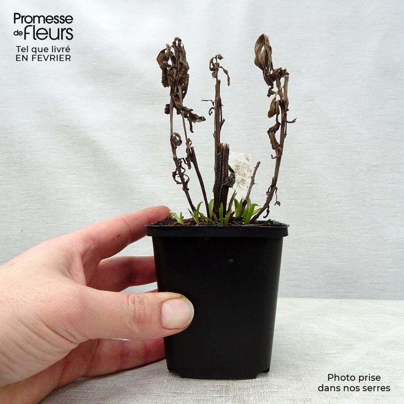 Amostra de Helenium Siesta - Hélénie d'automne Vaso de 8/9 cm tal como entregue no inverno