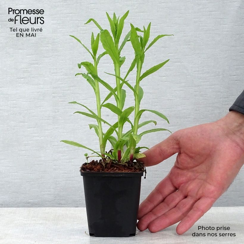 Amostra de Helénio de outono Mariachi Siesta Vaso de 8/9 cm tal como entregue na primavera