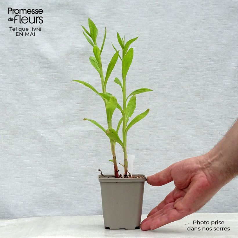 Amostra de Helénio Tie Dye Vaso de 8/9 cm tal como entregue na primavera