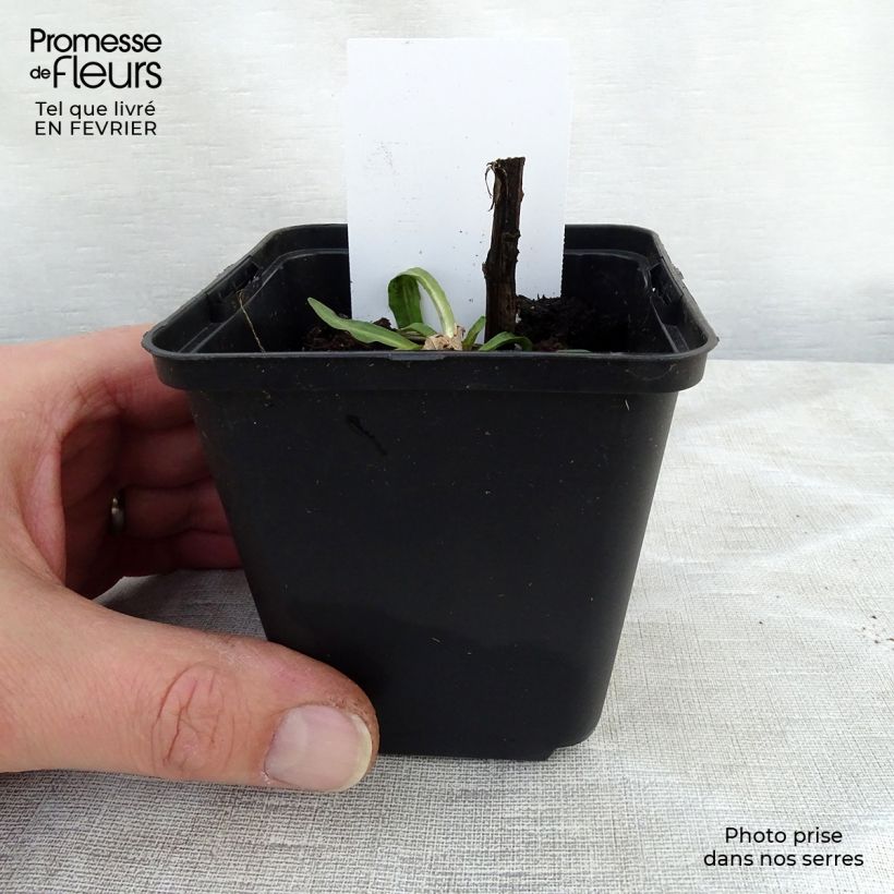 Amostra de Hélénium Tijuana Brass - Hélénie jaune d'or Vaso de 8/9 cm tal como entregue no inverno