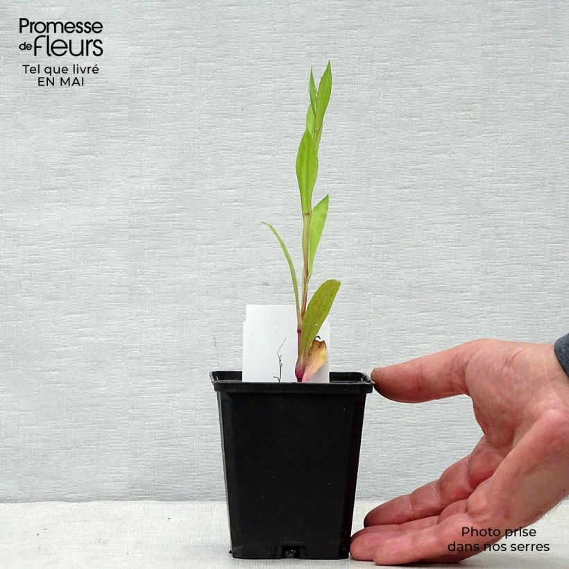 Amostra de Helénio Tijuana Brass Vaso de 8/9 cm tal como entregue na primavera