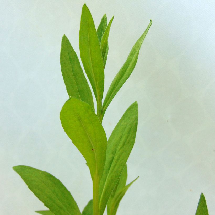 Helénio Waltraut (Folhagem)