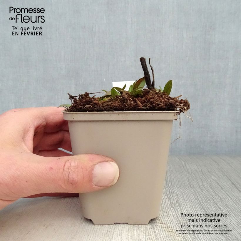 Amostra de Helénio Waltraut Vaso de 8/9 cm tal como entregue no inverno