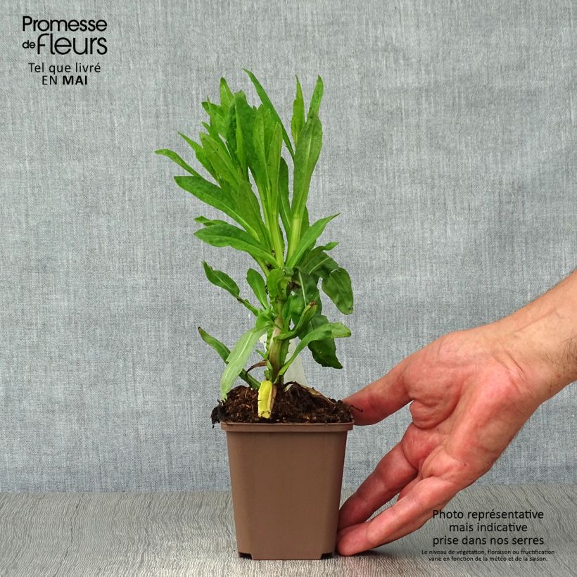 Amostra de Helénio Waltraut Vaso de 8/9 cm tal como entregue na primavera