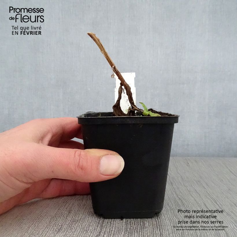 Amostra de Helénio Windley Vaso de 8/9 cm tal como entregue no inverno