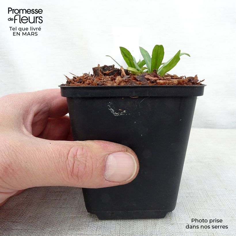 Amostra de Helénio Zimbelstern Vaso de 8/9 cm tal como entregue na primavera