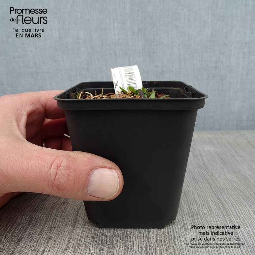 Amostra de Helenium Zimbelstern - Hélénie d'automne jaune ambré. Vaso de 8/9 cm tal como entregue no inverno