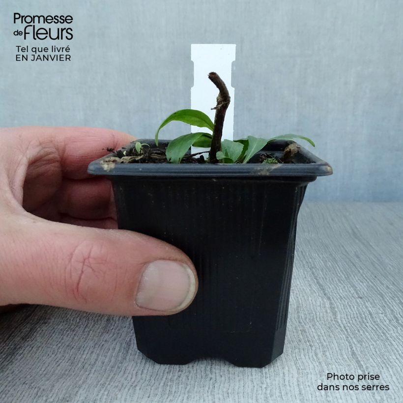 Amostra de Helénio Pumilum Magnificum Vaso de 8/9 cm tal como entregue no inverno