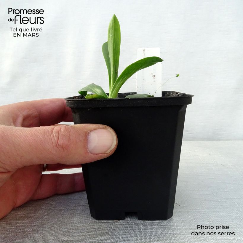 Amostra de Helenium hoopesii - Helénio Vaso de 8/9 cm tal como entregue na primavera