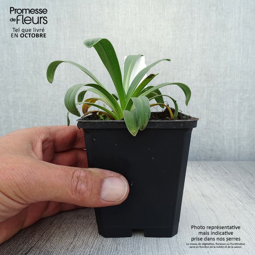 Amostra de Helenium hoopesii - Helénio Vaso de 8/9 cm tal como entregue no outono
