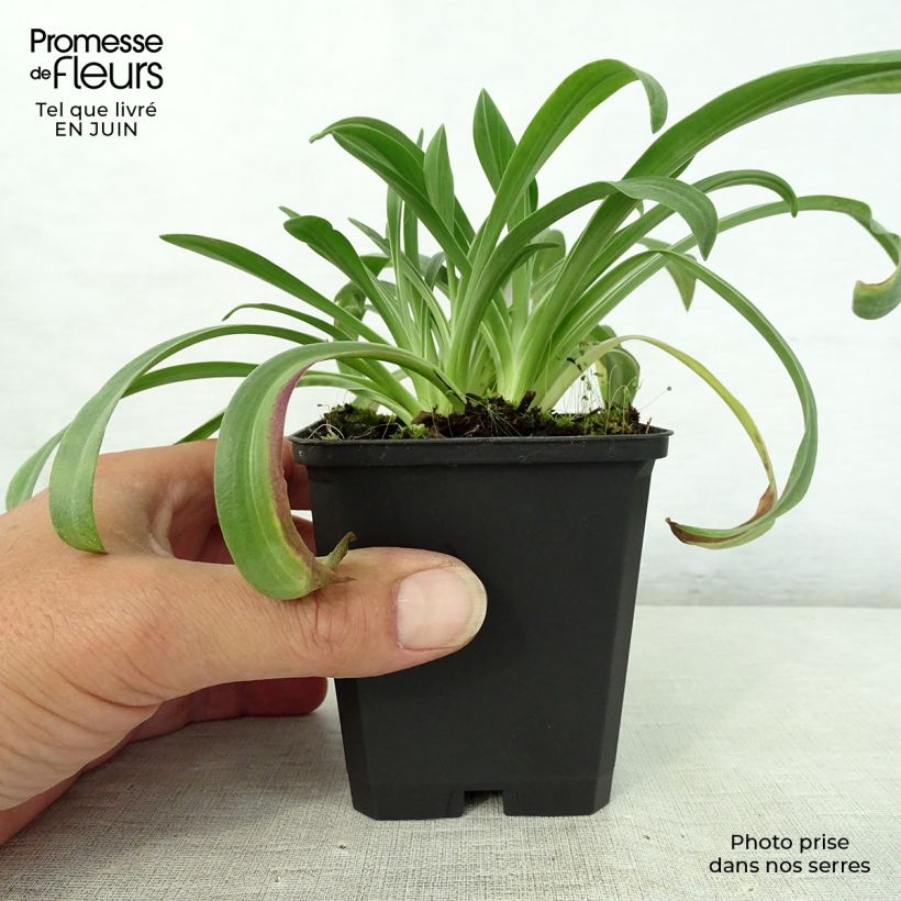 Amostra de Helenium hoopesii - Helénio Vaso de 8/9 cm tal como entregue no verão