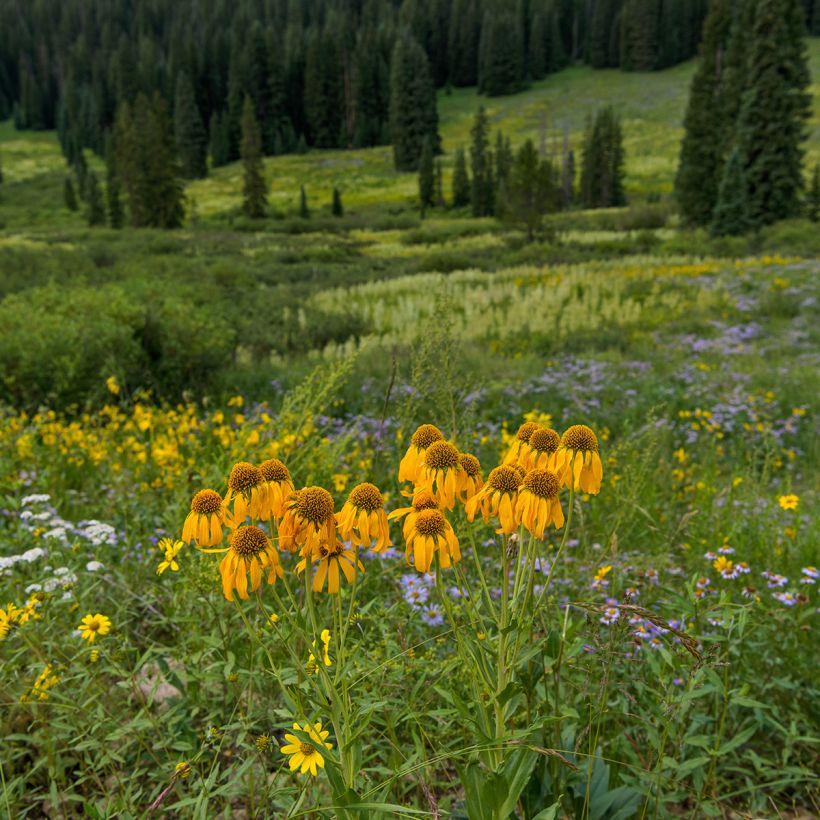 Helenium hoopesii - Helénio (Hábito)