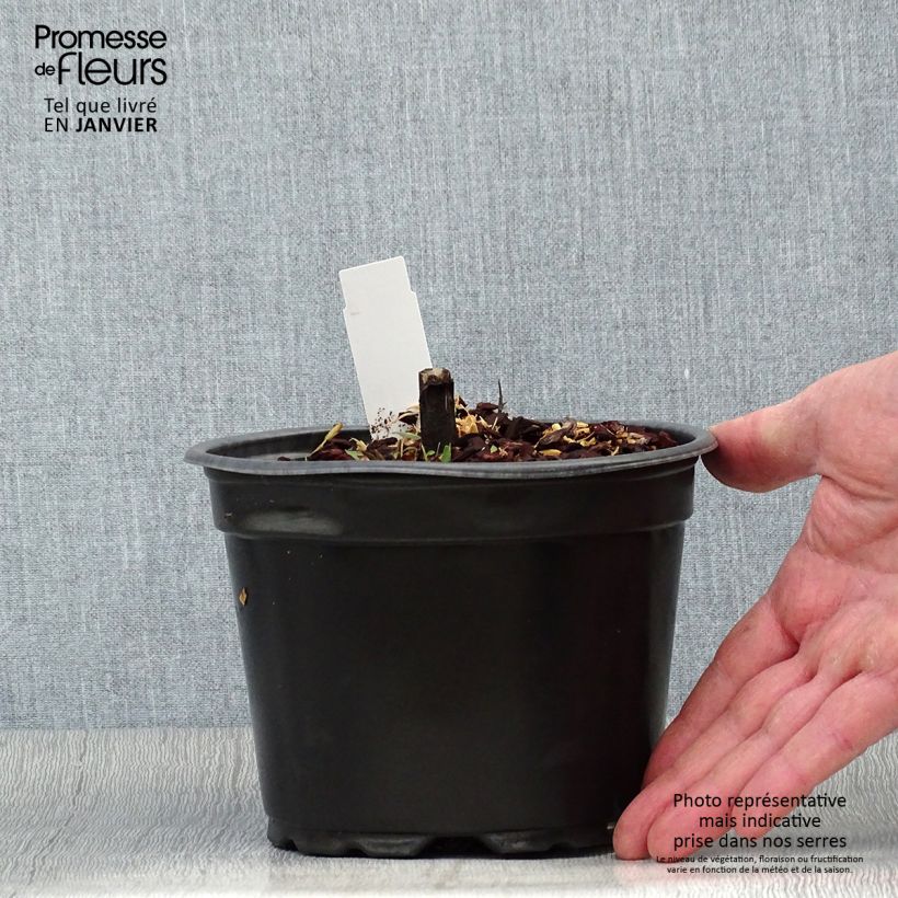 Amostra de Helénio Moerheim Beauty Vaso de 2 L/3 L tal como entregue no inverno