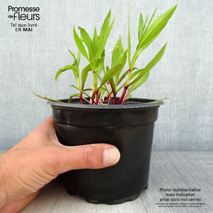 Amostra de Helénio Moerheim Beauty Vaso de 2 L/3 L tal como entregue na primavera