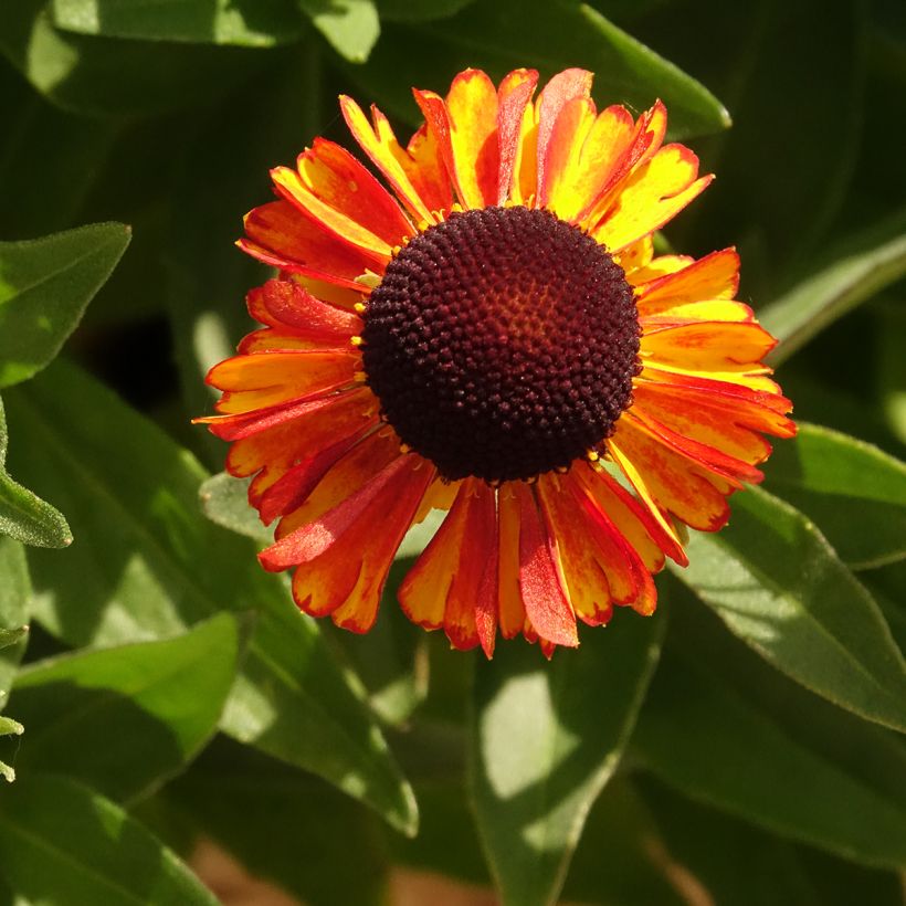 Helénio Short'n'Sassy (Floração)