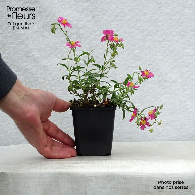 Amostra de Helianthemum Raspberry Ripple Vaso de 8/9 cm tal como entregue na primavera