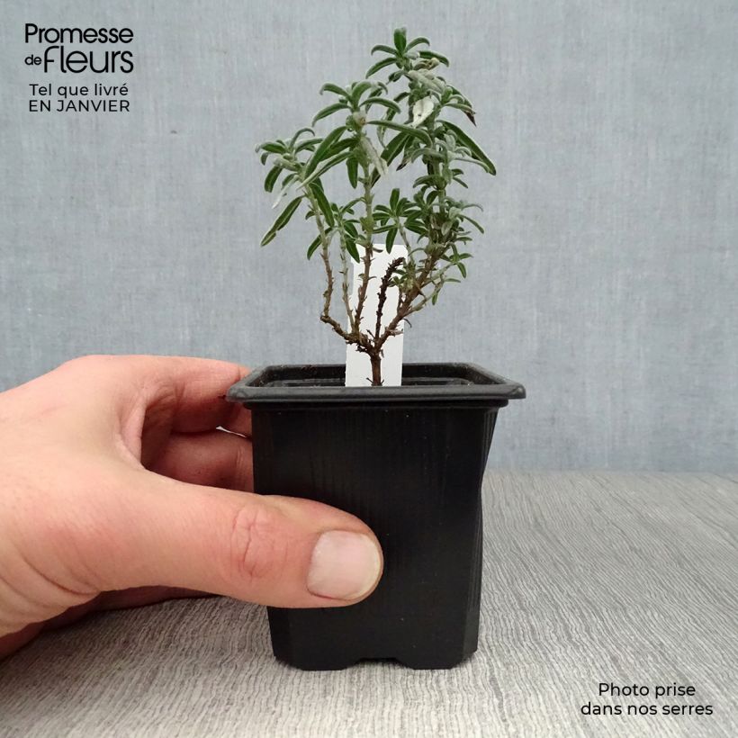 Amostra de Helianthemum Raspberry Ripple Vaso de 8/9 cm tal como entregue no inverno