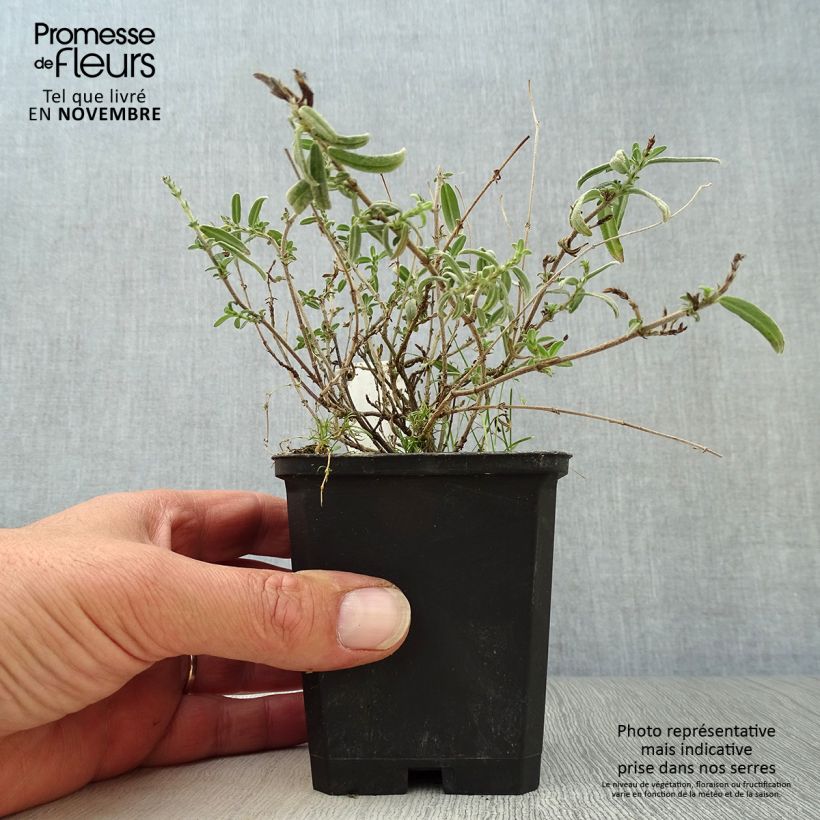 Amostra de Helianthemum Wisley Primrose Vaso de 8/9 cm tal como entregue no outono