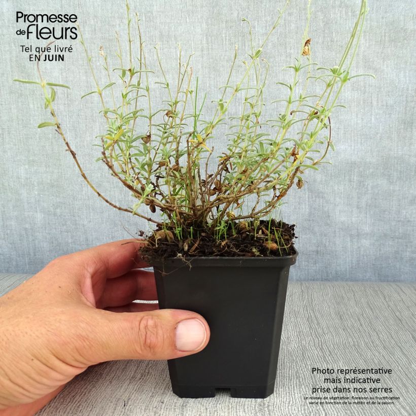 Amostra de Helianthemum Wisley Primrose Vaso de 8/9 cm tal como entregue no verão